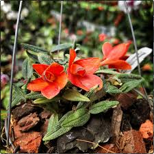 Image result for Disperis dicerochila