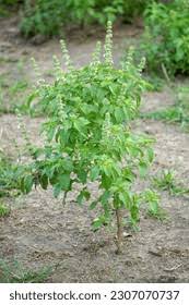 Image result for Ocimum americanum
