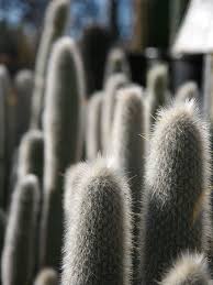 Beyaz tüylü görünümüyle en popüler cleistocactus türüdür. Giant Snow Pole Cactus Cleistocactus Strausii Urban Xeriscape