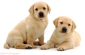 I believe that crate training shouldn't be started till your puppy is a few months old. Dogs Yellow Labrador Pups Photo Wp01550