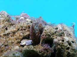 Datteri di mare, la procura di napoli co.→ cronaca. Lithophaga Lithophaga Wikipedia