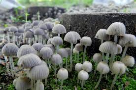 From the magic mushroom stopper to magic truffles. Bill Let S Study The Benefits Of Magic Mushrooms Honolulu Civil Beat