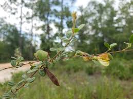 Image result for Rhynchosia albissima