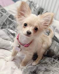 The chihuahua is a tiny toy breed that weighs between 4 and 6 pounds and stands around 6 to 10 inches when grown. Chihuahua Puppies For Sale Near Me Teacup Chihuahua Puppies For Sale Near Me