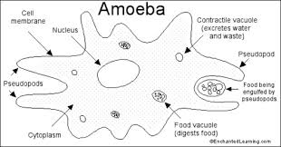 Maybe you would like to learn more about one of these? Plant And Animal Cells 7th Grade Flashcards Quizlet