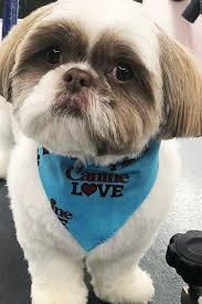 Trent S Spa Day Dog Haircuts Shih Tzu Shih Tzu Grooming