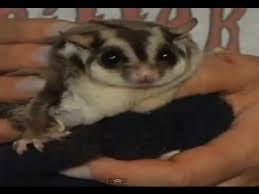 The definition of an exotic pet is a loose one. Exotic Pets Sugar Glider Youtube
