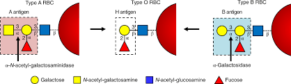 Maybe you would like to learn more about one of these? An Enzymatic Pathway In The Human Gut Microbiome That Converts A To Universal O Type Blood Nature Microbiology