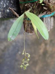 Image result for Angraecopsis