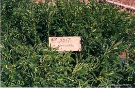 Image result for Chamaecrista wittei