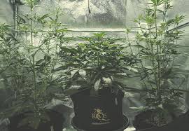 After you've placed your thermometer in the center of the room and waited a few minutes to allow it to adjust, you can check the temperature reading to. Wie Man Die Kosten Des Cannabisanbaus Im Grow Room Unter Kontrolle Halt Rqs Blog