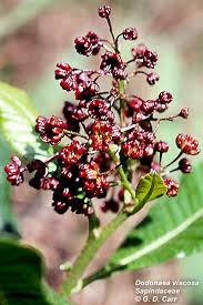 Image result for Sapindaceae