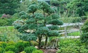 Pinus Parviflora Glauca Pinus Parviflora Glauca Group Japanese White Pine Glauca Conifer Evergreen Tree Backyard Plants Japanese Garden Conifer Trees