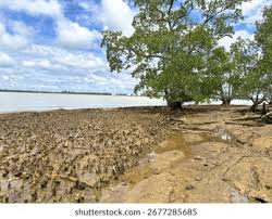 Image result for Sonneratia