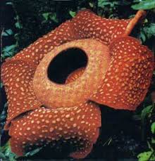 Rafflesia Queen Of Parasites And The Biggest Flower On Earth In 2021 Cool Plants Big Flowers Large Flowers