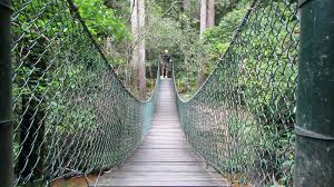 Strickland State Forest Nsw Finalist Australian Tourism Awards 2011 Ecotourism Qatainfo Australia Strickland State Fores State Forest Ecotourism Tourism