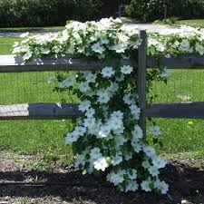 Spring Hill Nurseries 3 In Pot Guernsey Cream Clematis Live Perennial Plant White Flowering Vine 66522 The Home Depot Flowering Vines Spring Hill Nursery Perennial Plants