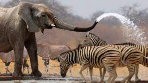 When they reach a water source, if it is underground they can use their feet and tusks to dig wells. Why Do Elephants Have A Trunk Eden S Blog Eden Channel