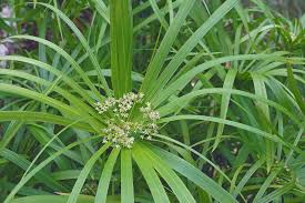 Image result for Cyperus