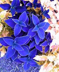 Image result for Coleus