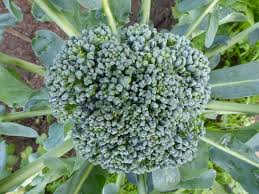Green comet is a variety of broccoli that is harvested 55 days after planting and is tolerant of heat. It S Easy To Grow Broccoli The Queen Of Brassicas Green Bean Connection