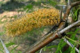 Image result for Xerophyta velutina