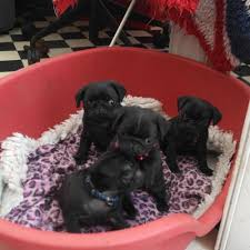 Nice yard to run around in. Potty Trained Pug Puppies For Sale In Fort Wayne Indiana Classified Americanlisted Com