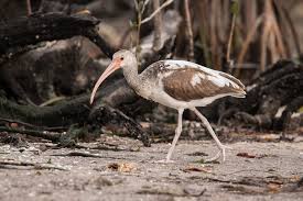 Image result for Ibis White 2017 Q1