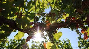 Photo de 50 °C en plein soleil : les viticulteurs face à la chaleur en Loir-et ...