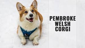 See puppy pictures, health information and reviews. Pembroke Welsh Corgi Dog Breed Information And Traits Petmoo