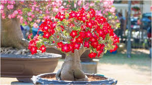 Image result for Adenium