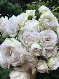 Rose【Creed｜クリード】- 1.5 Gal OwnRoot LivePlant ｜Takunori Kimura 2020 New｜信念|  Heat Resistant| Redolent| Award-winning|