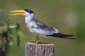 Image result for Cenchrus trisetus