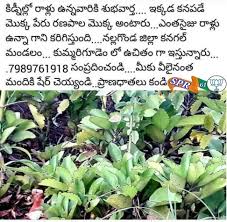 Saved By Radha Reddy Garisa Natural Health Tips Health And Beauty Tips Ayurvedic Remedies