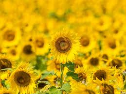 We did not find results for: Sunflowers Flowers Yellow Field Bloom Background Toppng