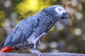  African Grey Parrot 