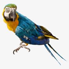 Large Parrot Png Clipart Parrot Transparent Background Transparent Png 781x756 Free Download On Nicepng In this category parrot we have 66 free png images with transparent background. large parrot png clipart parrot