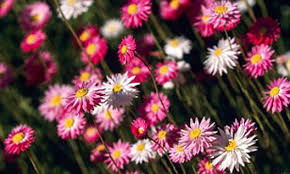 Plants native to new england. Monty Don S Gardening Tips Cosmos Are Just Out Of This World Daily Mail Online