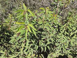 Image result for Anacardiaceae