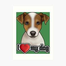 The two were were surrendered to the shelter by their owner, who no longer had space for them. Jack Russell Image Art Prints Redbubble