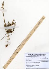 Image result for Bacopa hamiltoniana