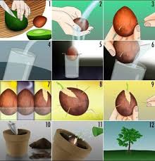 Avocado Anpflanzen Wie Kann Man Ein Avocado Baumchen Zuchten Avocado Baum Baume Pflanzen Avocadobaum