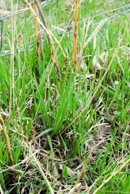One of the tastiest plants around is the wild asparagus. Wild Asparagus Guide Finding It Eating It Boulder Locavore