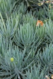 Image result for Senecio speciosus