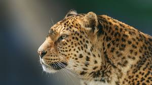 1920x1080 Leopard Wild Animal Laptop Full Hd 1080p Hd 4k Wallpapers Images Backgrounds Photos And Pictures Animals elephant animals animal desktop backgrounds for windows 7. 1920x1080 leopard wild animal laptop