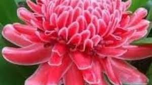 Kecombrang, bisa disebut juga dengan nama kantan atau honje, merupakan salah satu jenis tumbuhan rempah dan banyak dimanfaatkan sebagai bahan campuran atau bumbu penyedap pada masakan indonesia. Bunga Kantan Putih Herunterladen