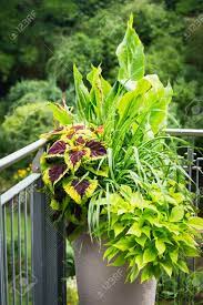 Check spelling or type a new query. Various Ornamental Plants In Flower Pot With Canna Red Coloured Stock Photo Picture And Royalty Free Image Image 96246755