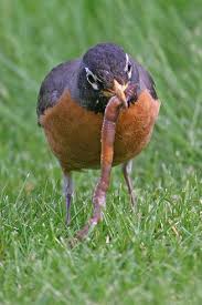 Pin On All About The Birds