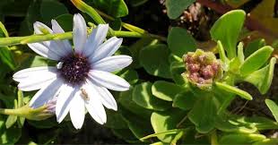 Image result for Dimorphotheca