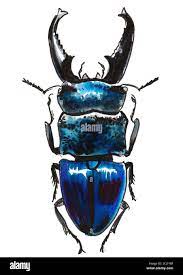 Blue stag beetle hi-res stock photography and images - Alamy